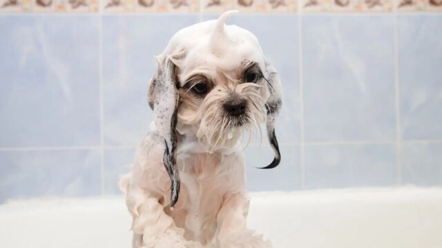 Pets and Pet Care